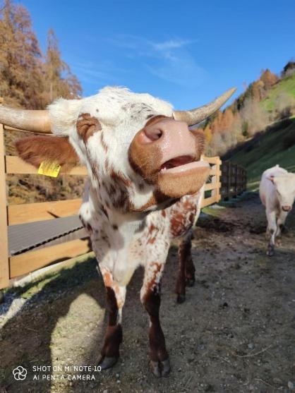 Apartamento Texas Longhorn Ranch Neumannhof Cadipietra Exterior foto